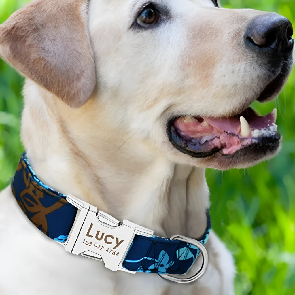 Nylon dog collar with metal buckle shown in black, green, and rose red colours.