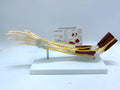 Ligament joint model of human hand anatomy with bones muscles nerves and blood vessels on plastic stand 46x12.8x20cm