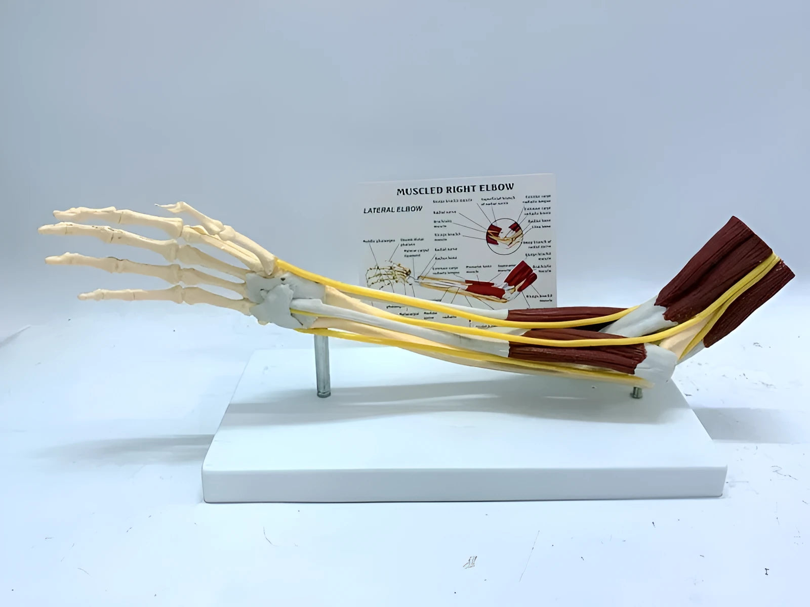 Ligament joint model of human hand anatomy with bones muscles nerves and blood vessels on plastic stand 46x12.8x20cm