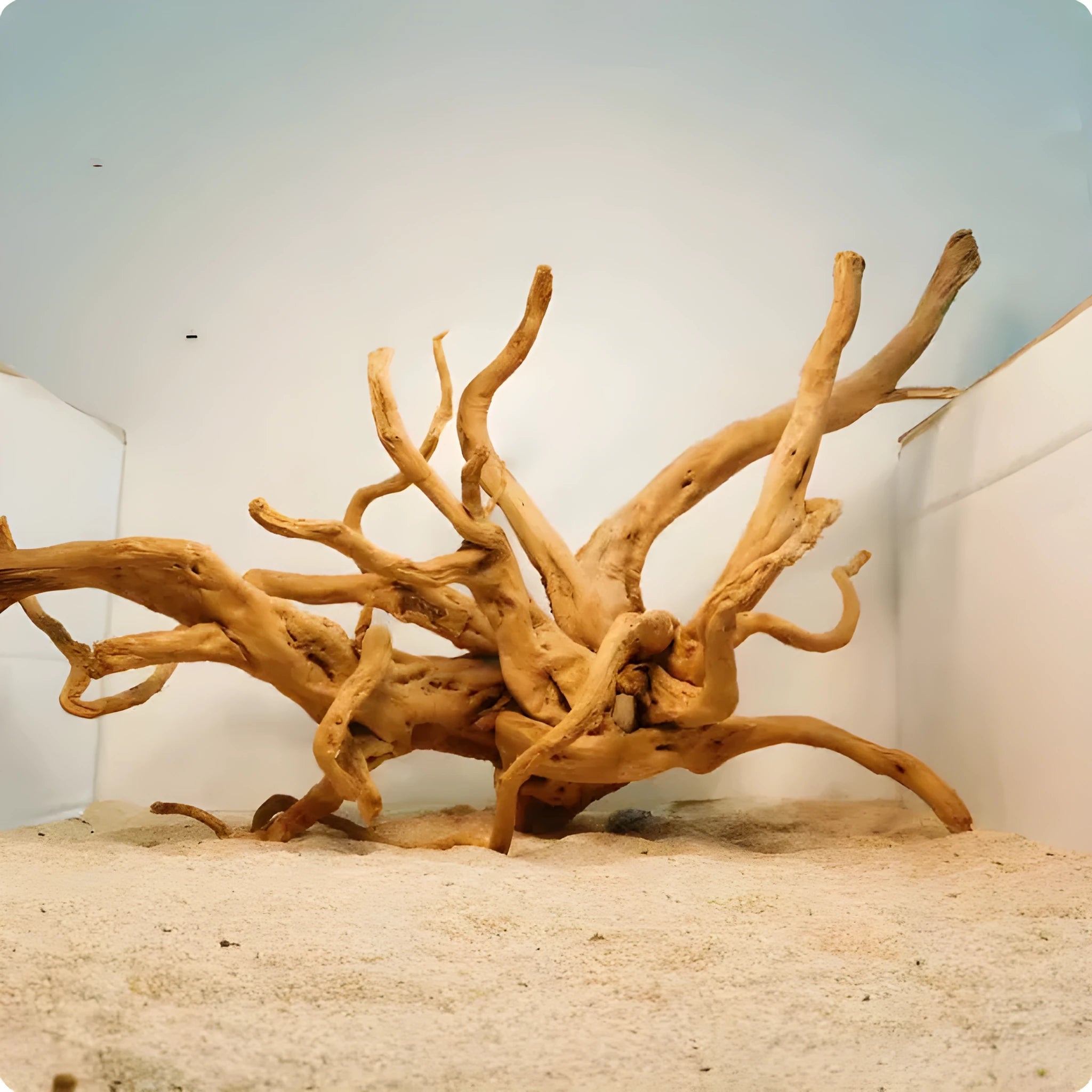 Natural Xiaoqi root wood aquarium decoration on a white background, showing textured surface.