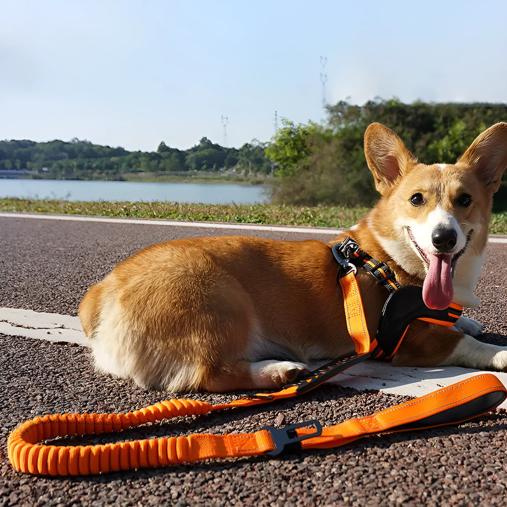 Retractable dog lead with reflective belt and rope buffer grip in black, orange, or khaki