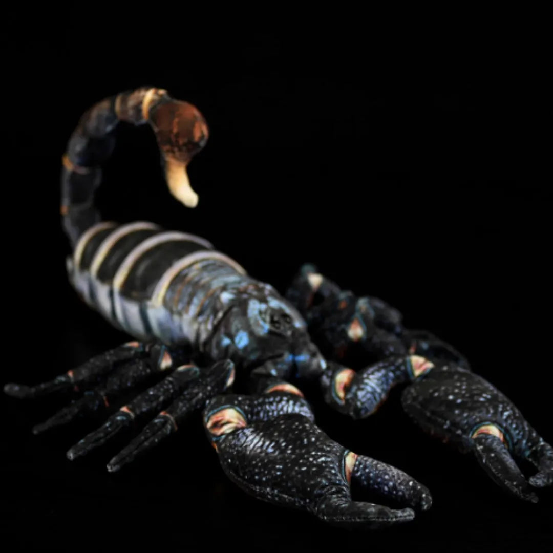 Simulated Yaeyama scorpion plush toy, 48cm from claw to tail, soft stuffed doll on white background