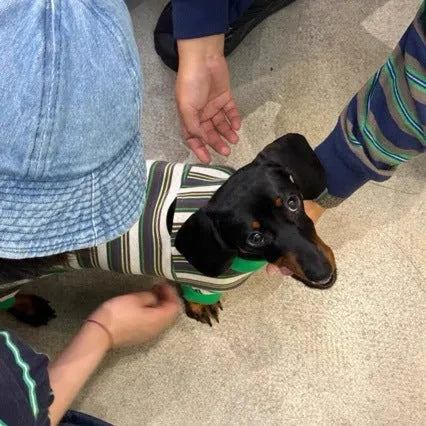 Striped dog vest in striped clothes colour for autumn and winter, available in sizes S to XXL