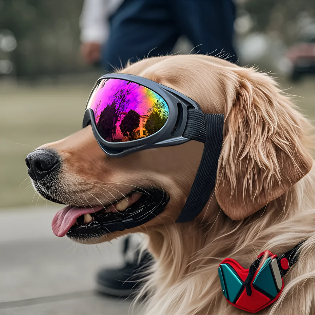 Dog windproof plastic pet glasses with coloured lenses, PVC frame, 18x8x7cm size on a small dog