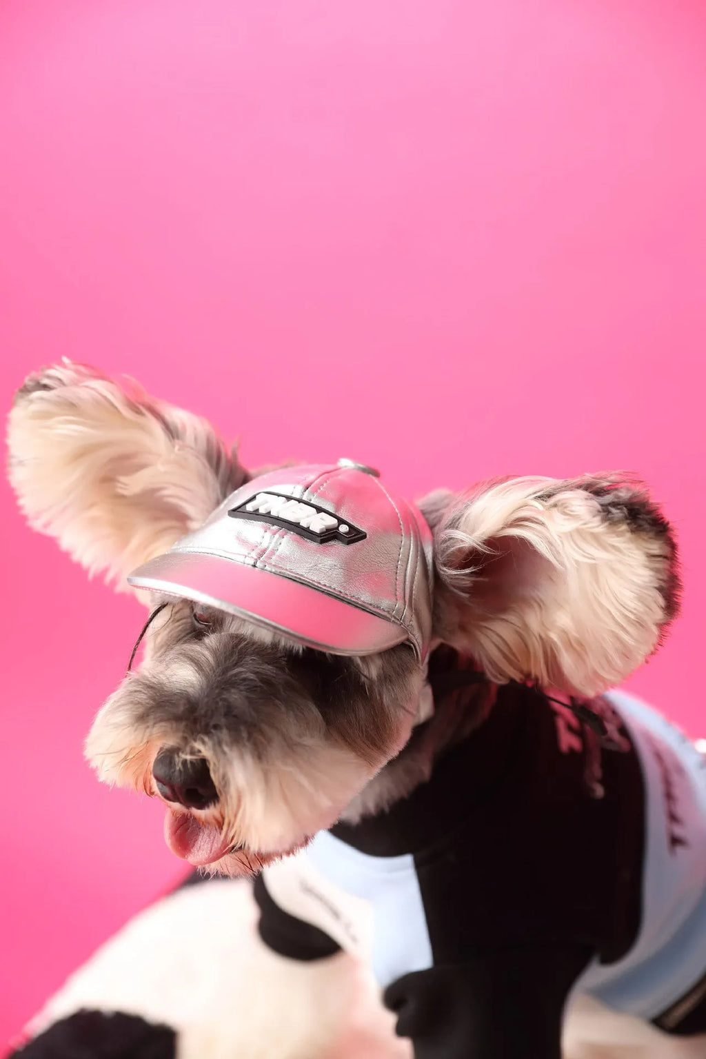 Cotton dog pullover sweater with zipper and stitching in pink or blue, sizes XS to XXL