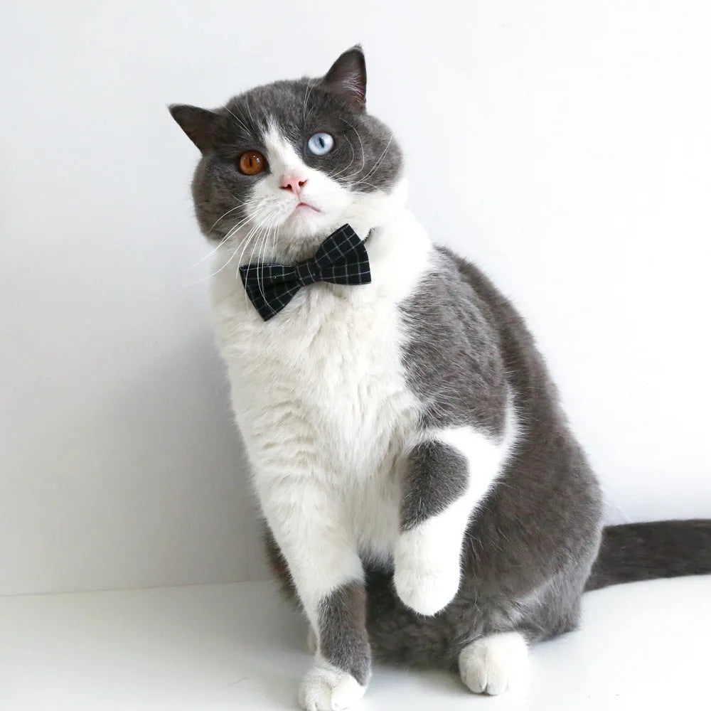 Pet dog wearing a felt cap and matching bow tie in a black plaid design.