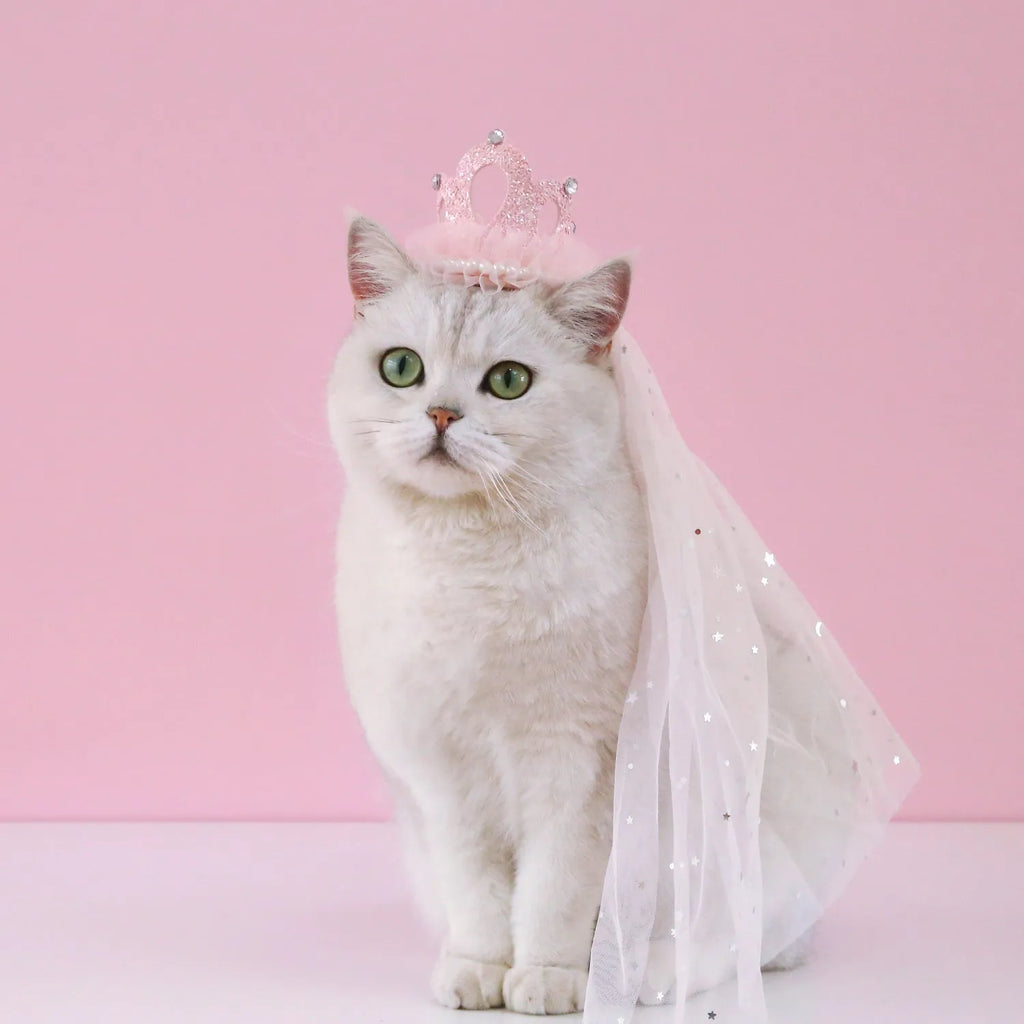 Cat wearing princess crown headdress with veil in beige or pink colour for wedding celebrations