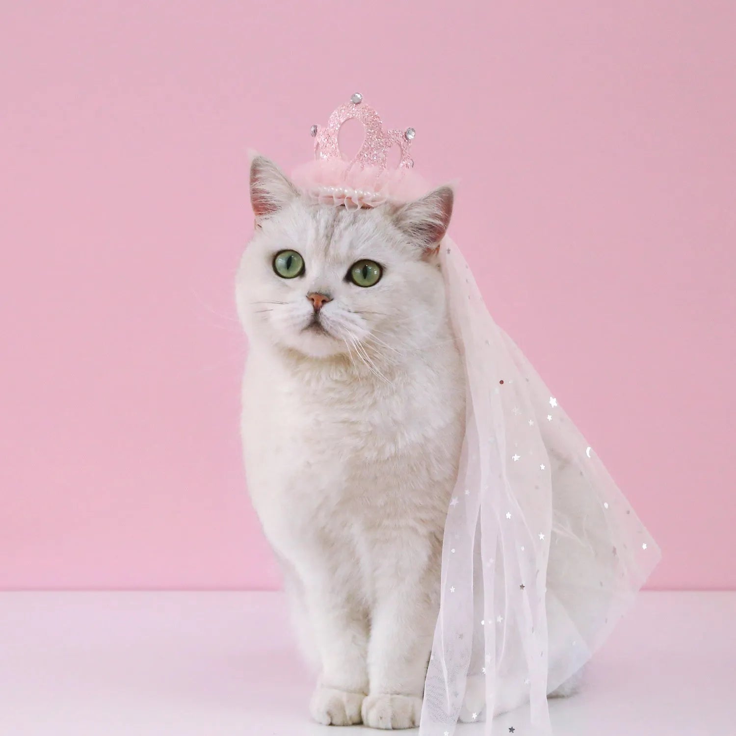 Cat wearing princess crown headdress with veil in beige or pink colour for wedding celebrations