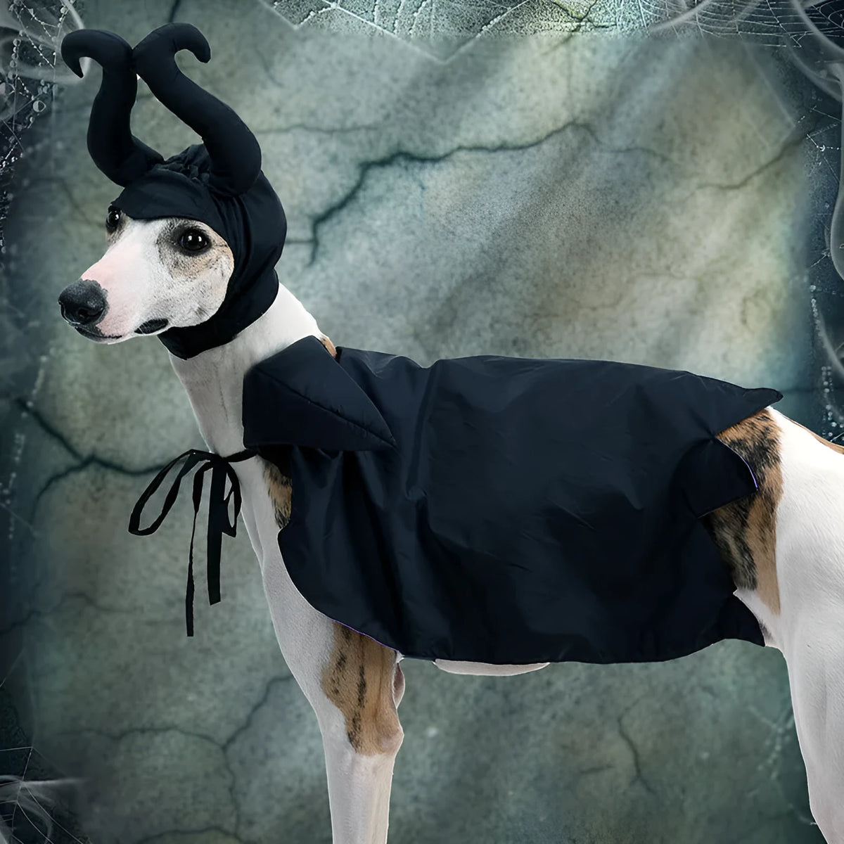 Black polyester Halloween dog cloak and hat set on a small dog, showing the cape and matching headpiece