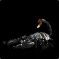 Simulated Yaeyama scorpion plush toy, 48cm from claw to tail, soft stuffed doll on white background