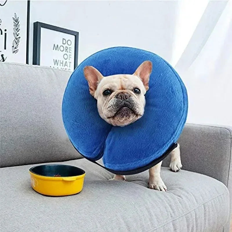 Blue inflatable soft recovery collar for a dog after surgery.
