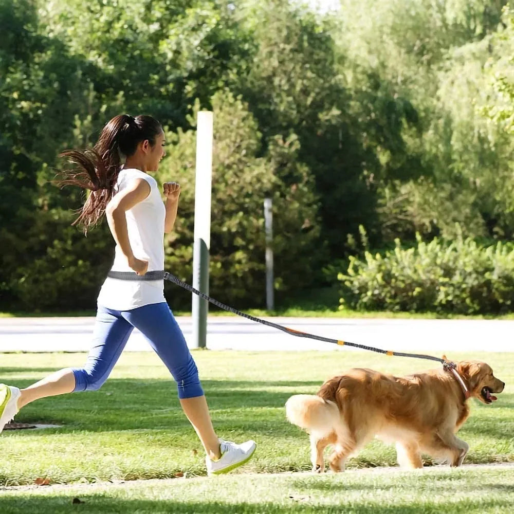 Adjustable nylon pet leash in fluorescent green, orange, or light blue, one size, for walking and jogging.