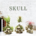 Skull-shaped resin Tillandsia bracket with iron insert for soilless air plant display in gothic style