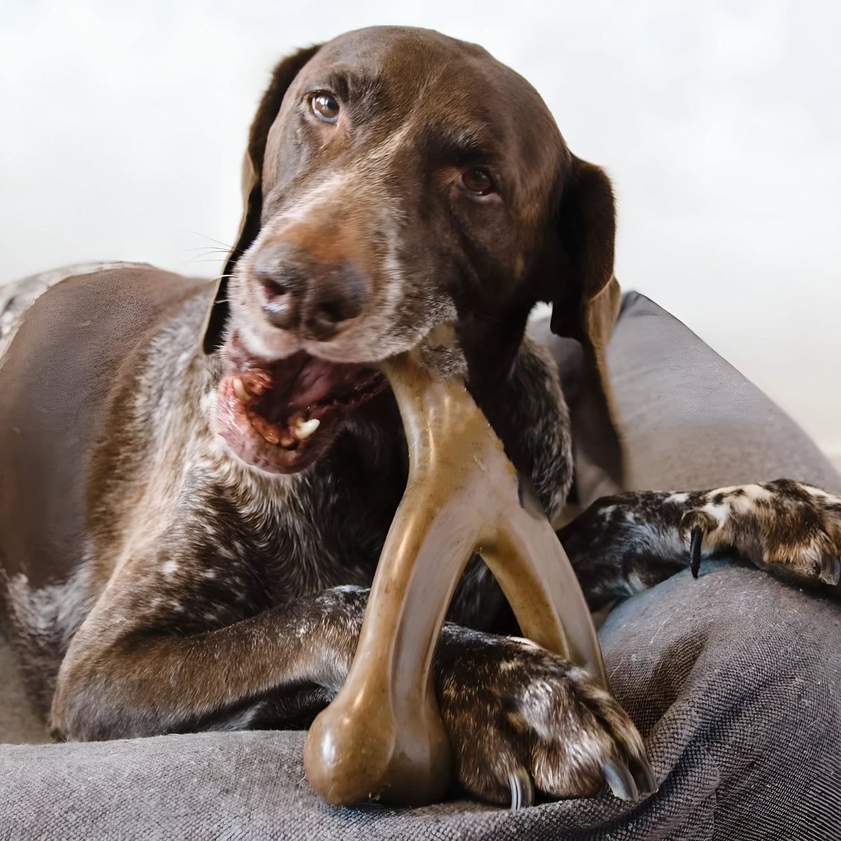 Dark brown nylon dog chew stick molar rod measuring 170mm x 130mm on a neutral background
