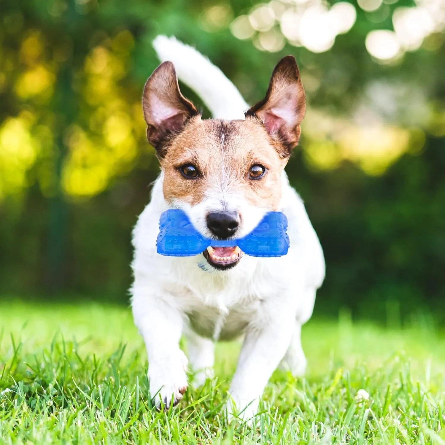 Freezable dog teething chew toy in bone and circle shapes on a blue background.