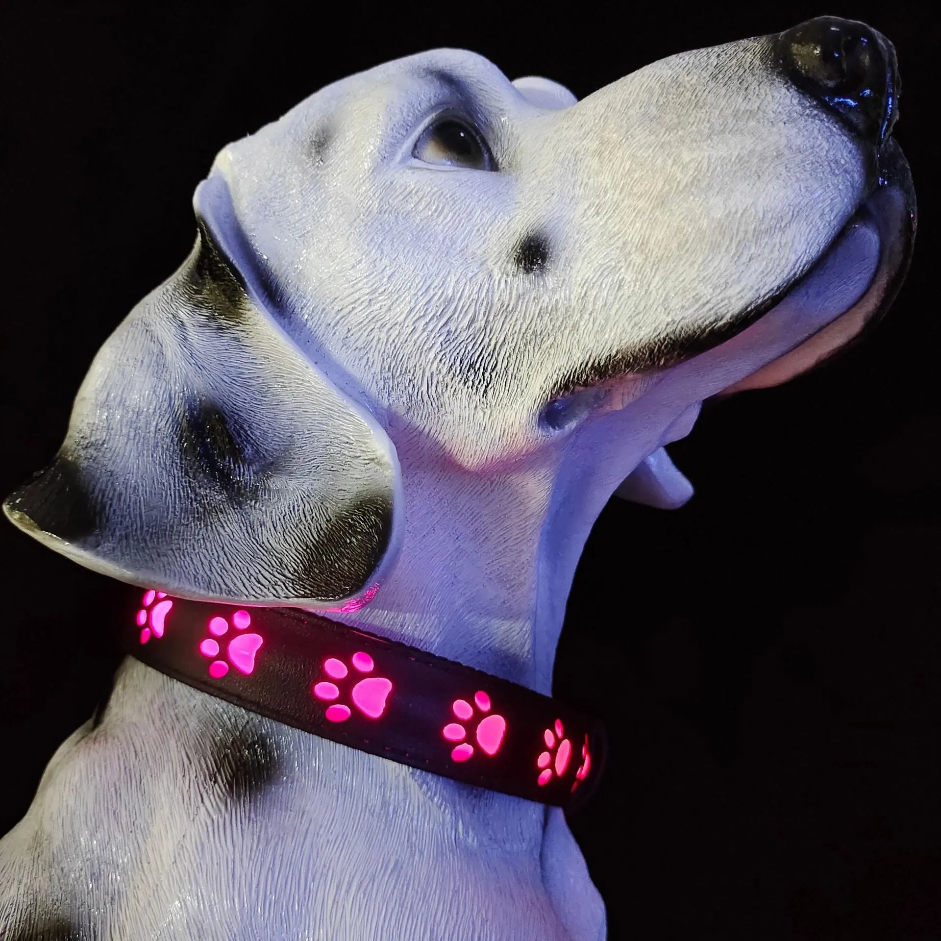 LED light up dog collar with paw print pattern showing multiple colours on a black strap.