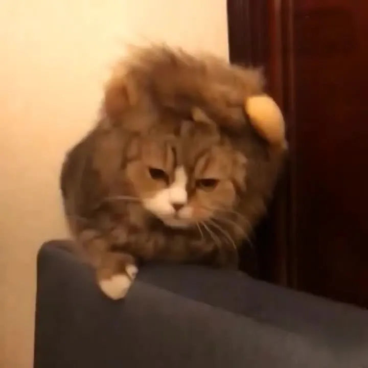 Black lion headgear costume hat on cat with elastic band fitting