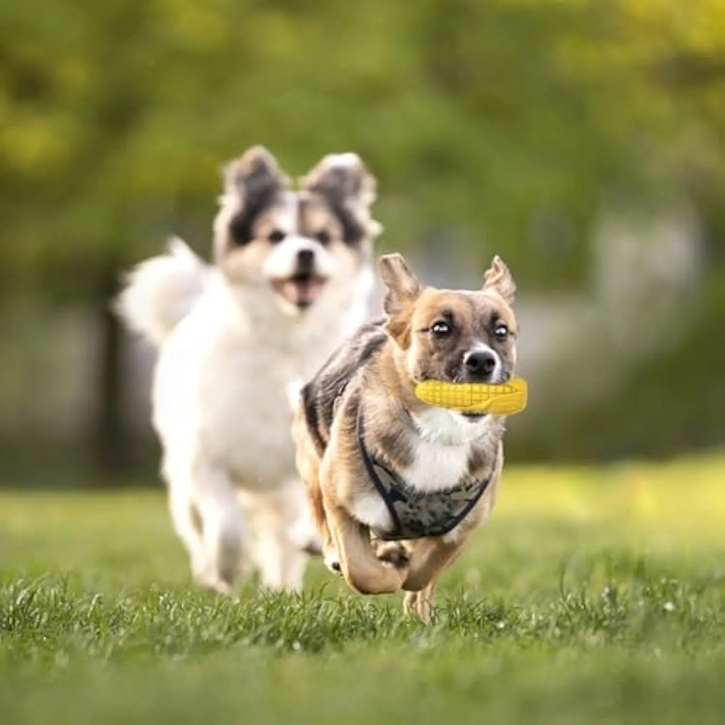 Corn-shaped durable dog chew toy in blue or yellow colour with surface grooves for dental care