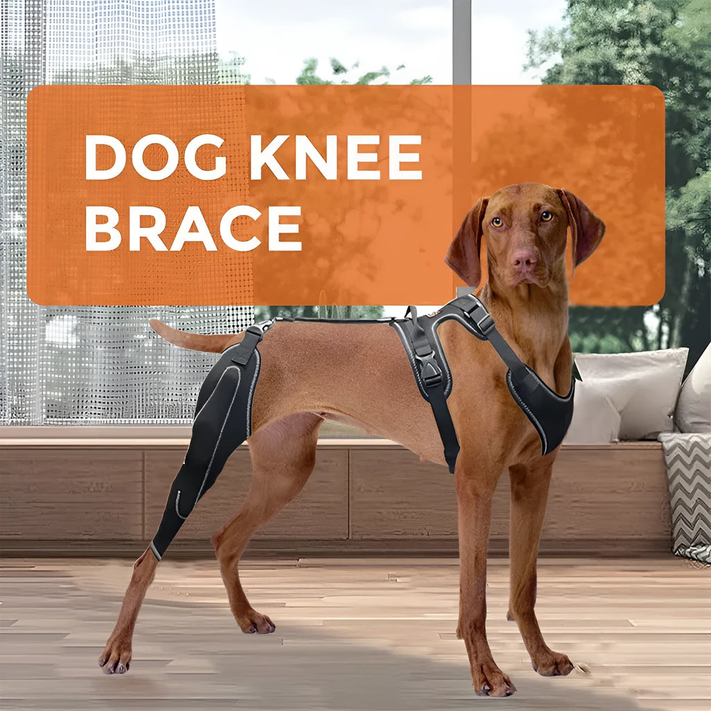 Black dog thigh protective sleeve with adjustable metal support for postoperative recovery in three sizes
