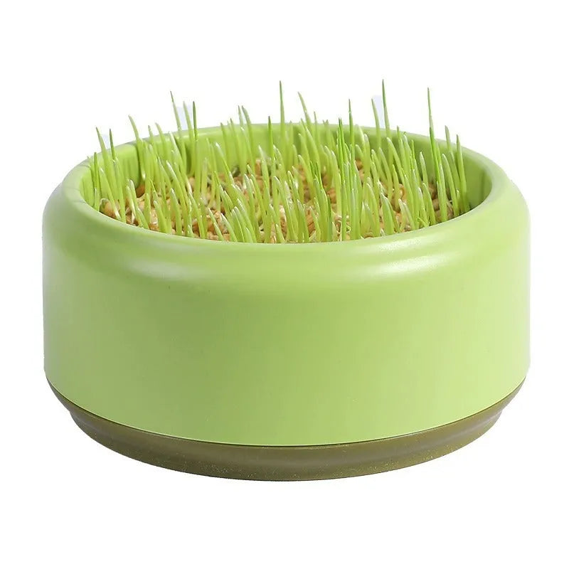 Blue, green, and yellow hydroponic cat grass pots with wheatgrass seed packets