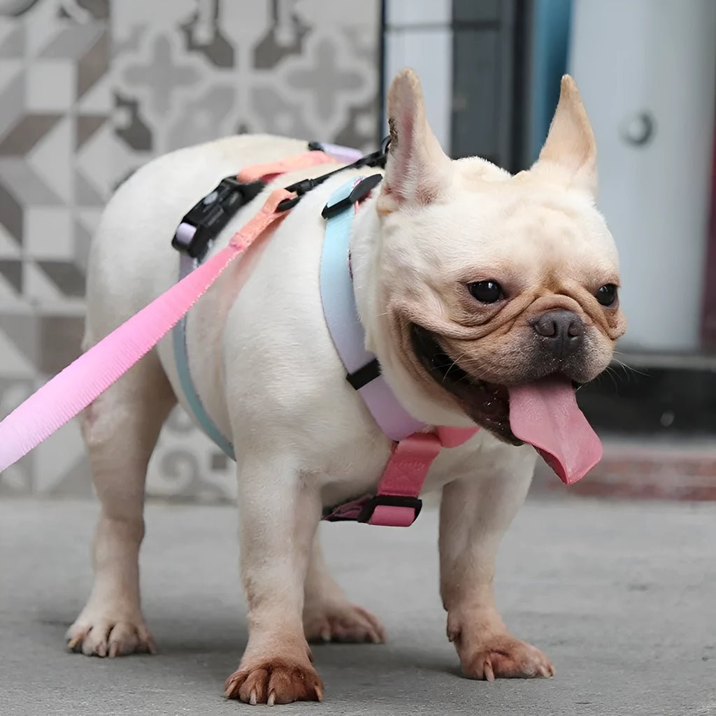 Gradient colour polyester dog harness chest strap in small, medium, large sizes