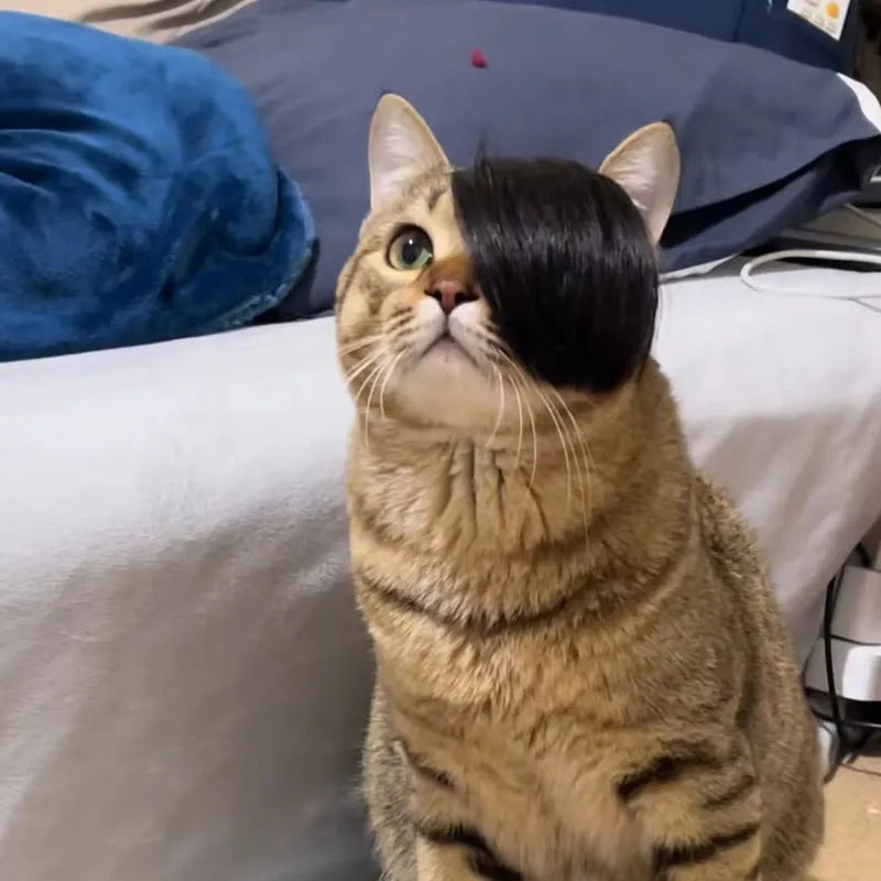 Black polyester cat wig with imitation braid design on a cat