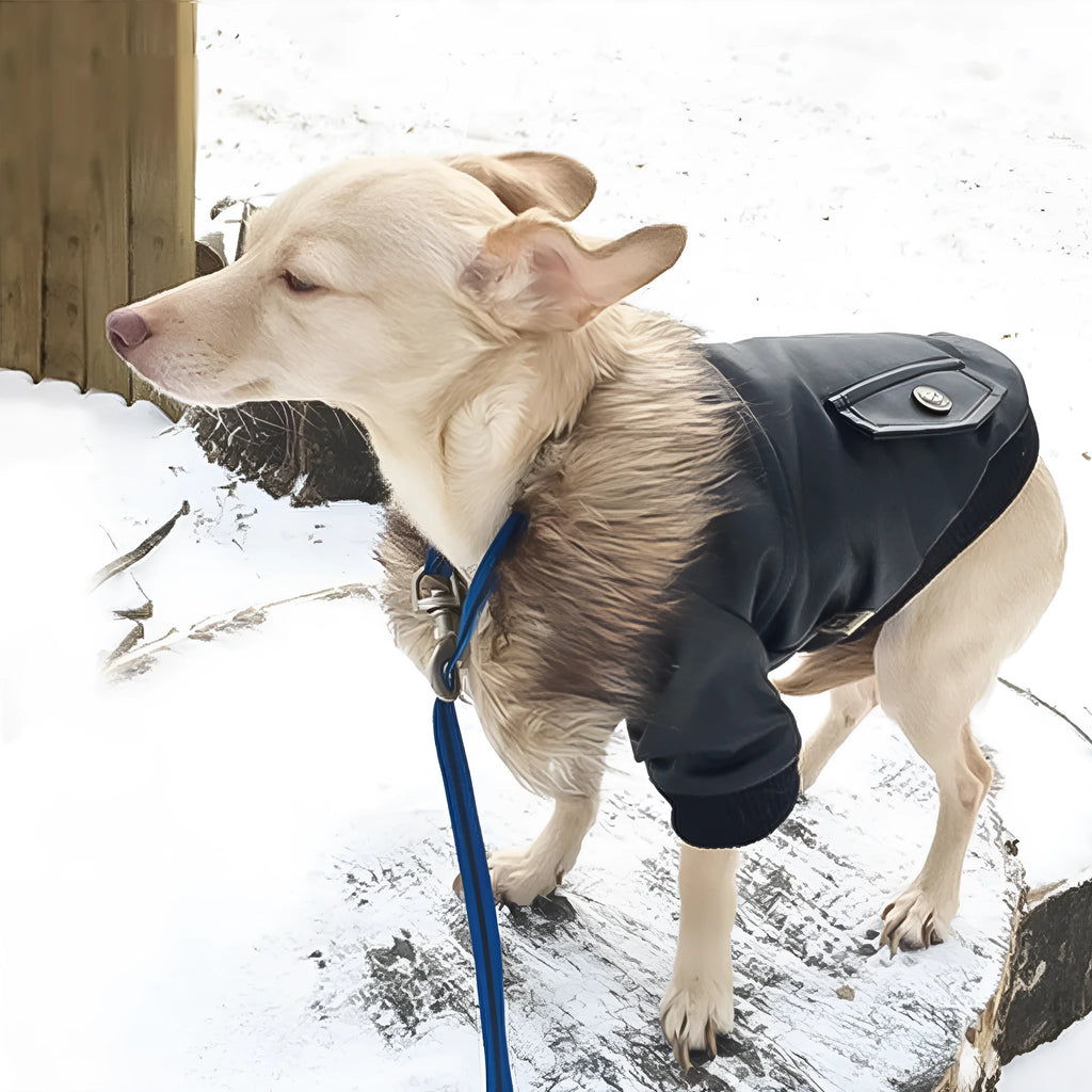 British style leather dog coat with fur collar in black colour