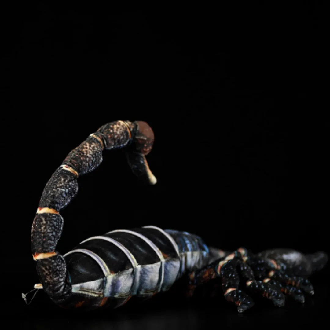 Simulated Yaeyama scorpion plush toy, 48cm from claw to tail, soft stuffed doll on white background