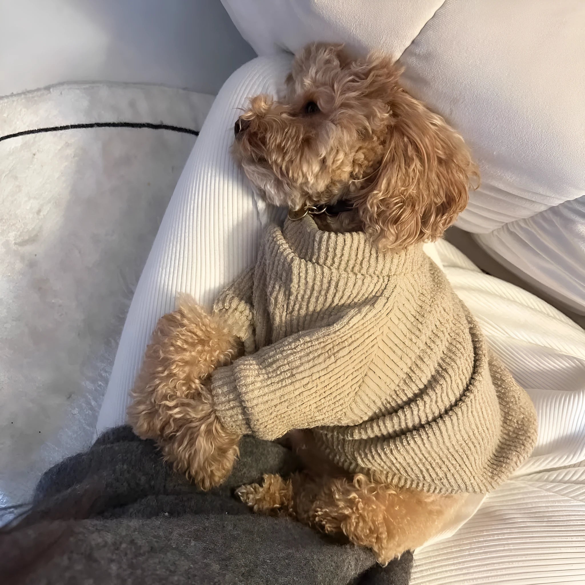 Brown cloth dog sweater pullover for small breeds on model dog