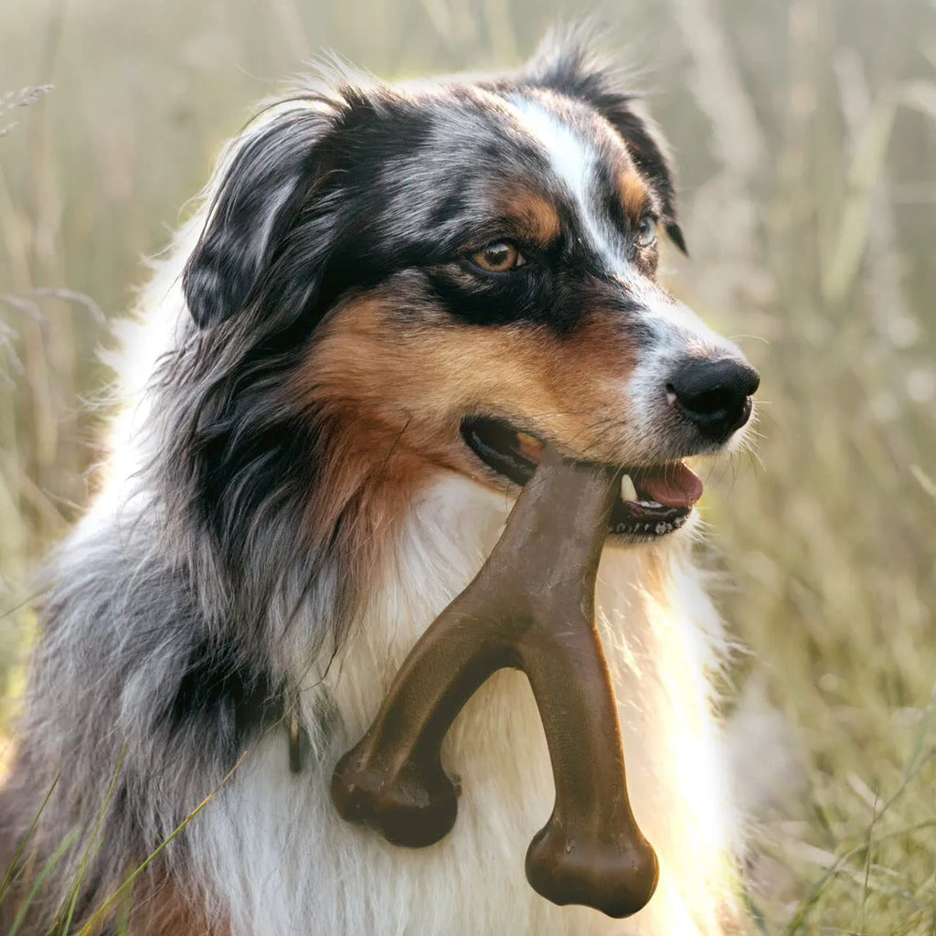 Dark brown nylon dog chew stick molar rod measuring 170mm x 130mm on a neutral background