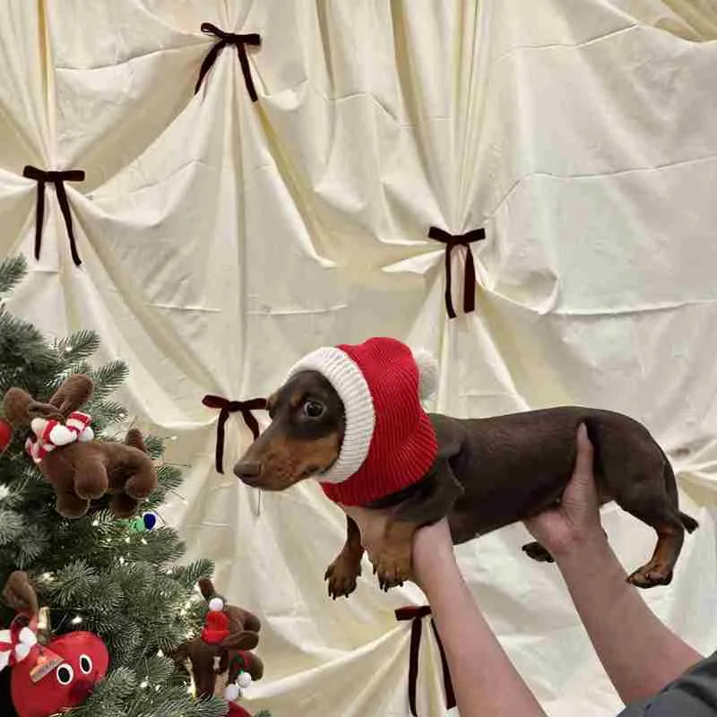 Red plush Christmas Dachshund hat pet disguise cap with scarf Little Red Riding Hood style for dogs