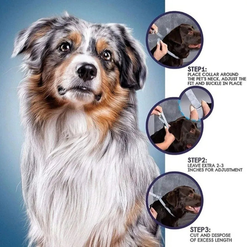 Rainbow-coloured plastic flea and anti-lice repellent collar for pets, showing cat and dog boxed versions.