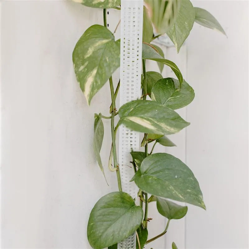 50cm white PP plastic water moss pillar as climbing support for a green vine in a pot