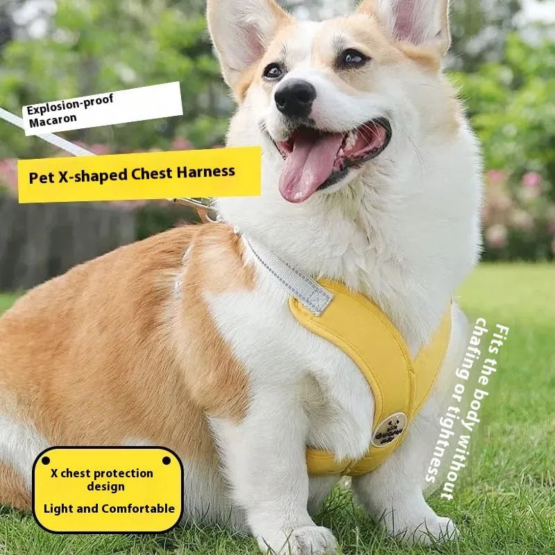 Polyester dog vest and hand holding leash set in blue, green, pink, or yellow.