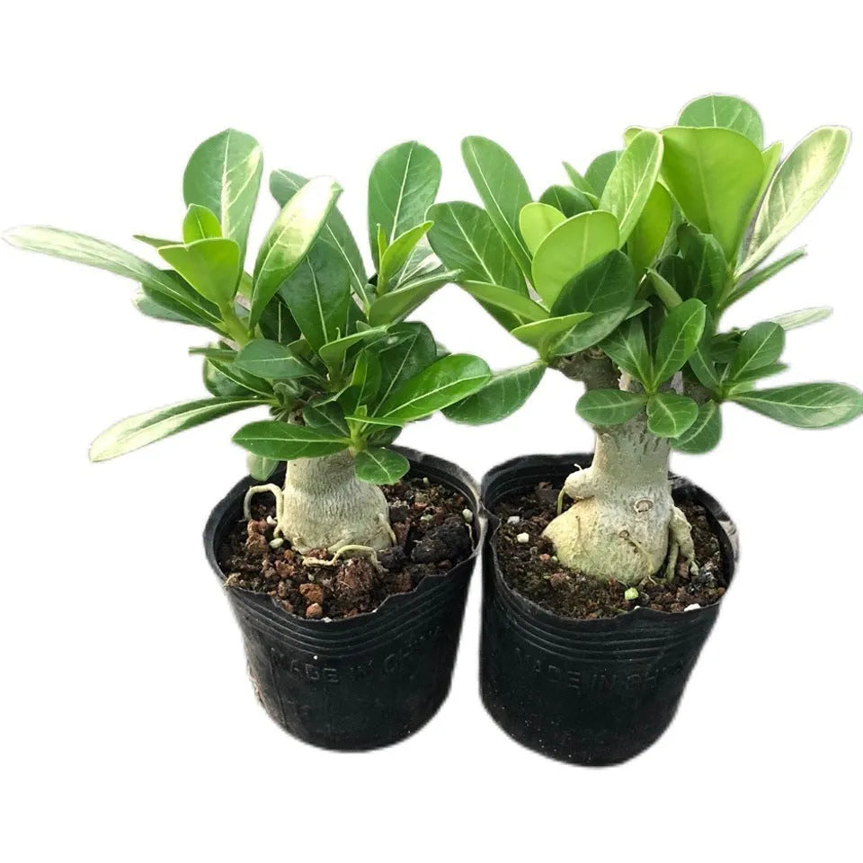 Bare root desert rose adenium obesum seedling succulent plant for potting.