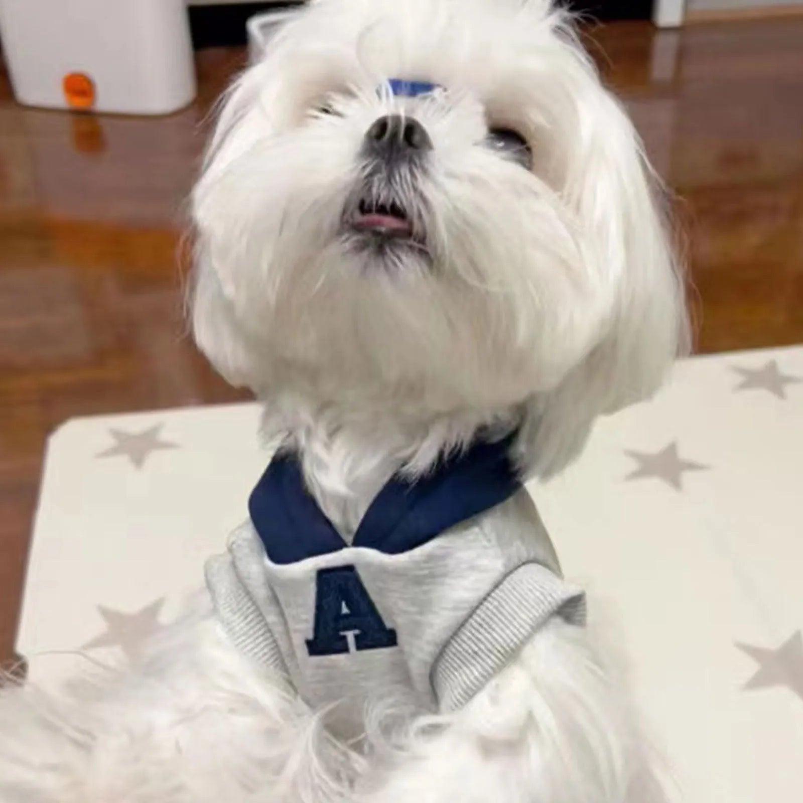 Blue and white slim-fitting pet hoodie with reflective letters for cats or dogs