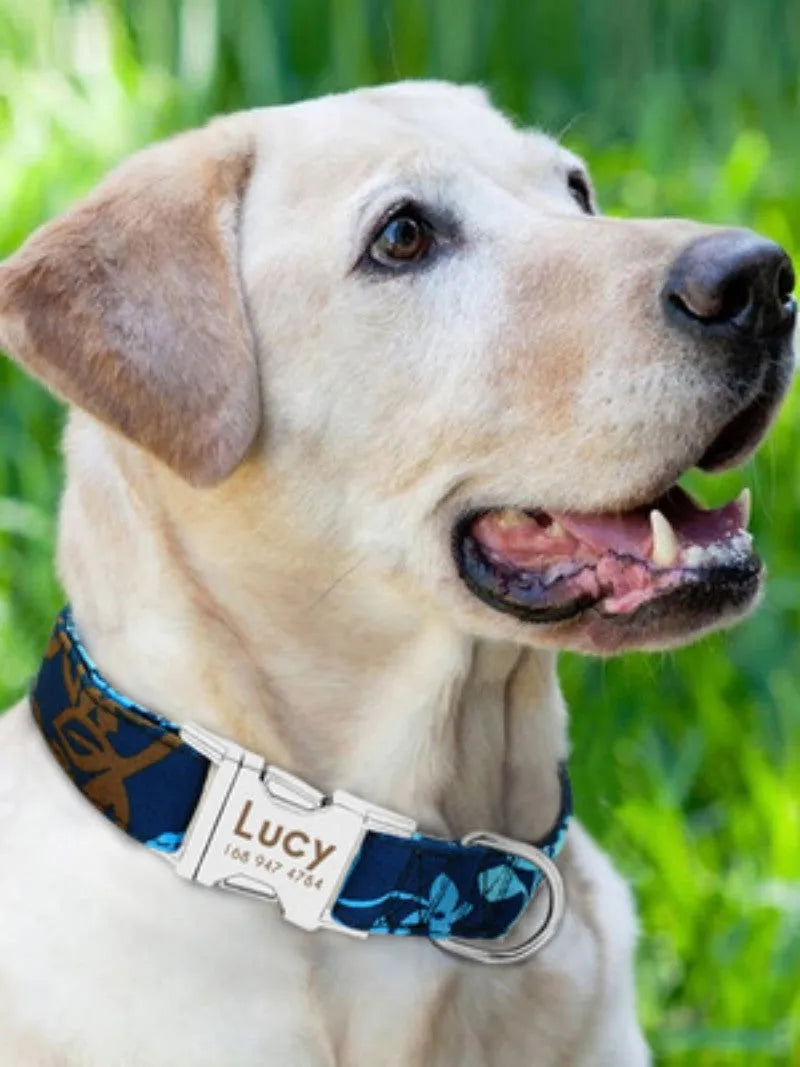 Nylon dog collar with metal buckle shown in black, green, and rose red colours.