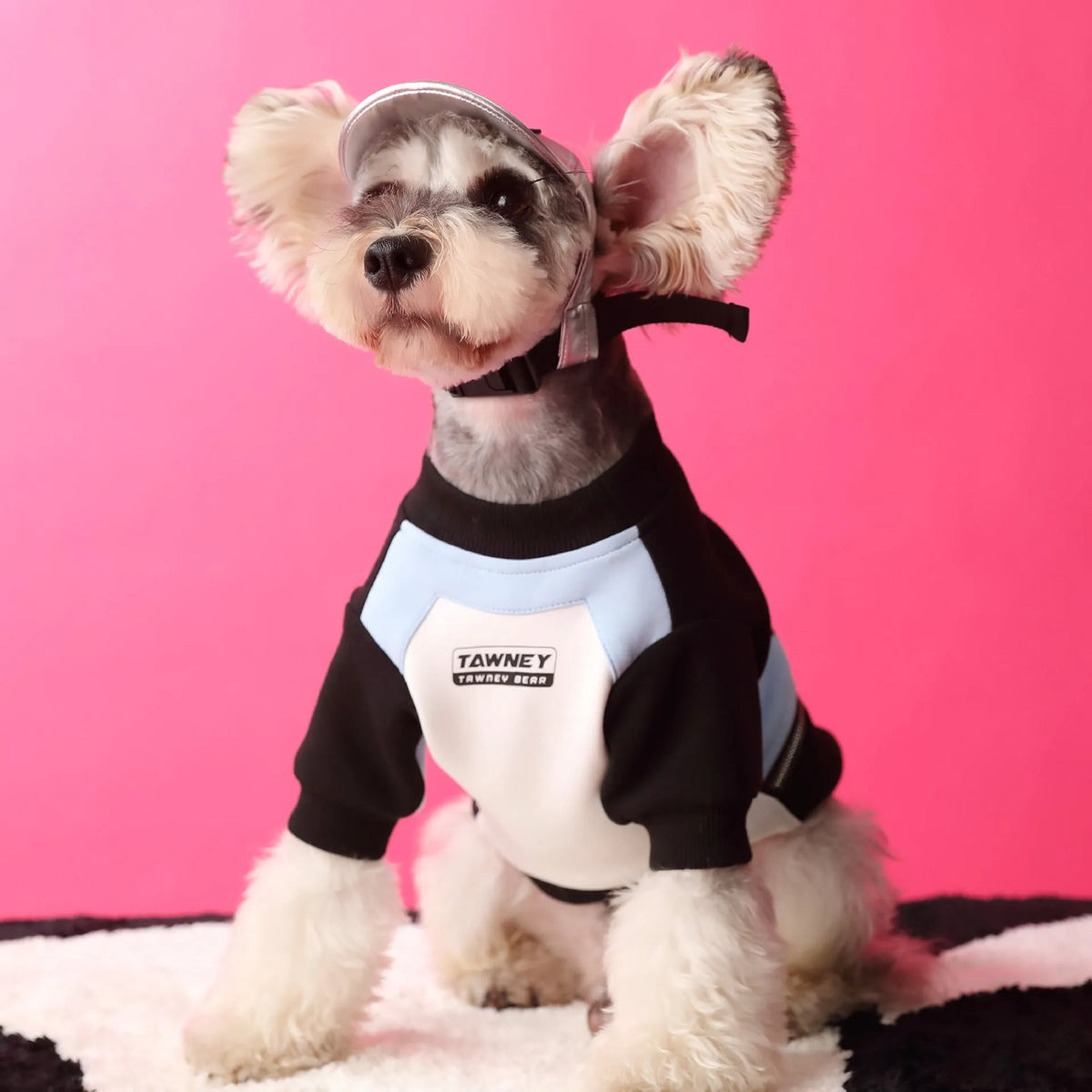 Cotton dog pullover sweater with zipper and stitching in pink or blue, sizes XS to XXL