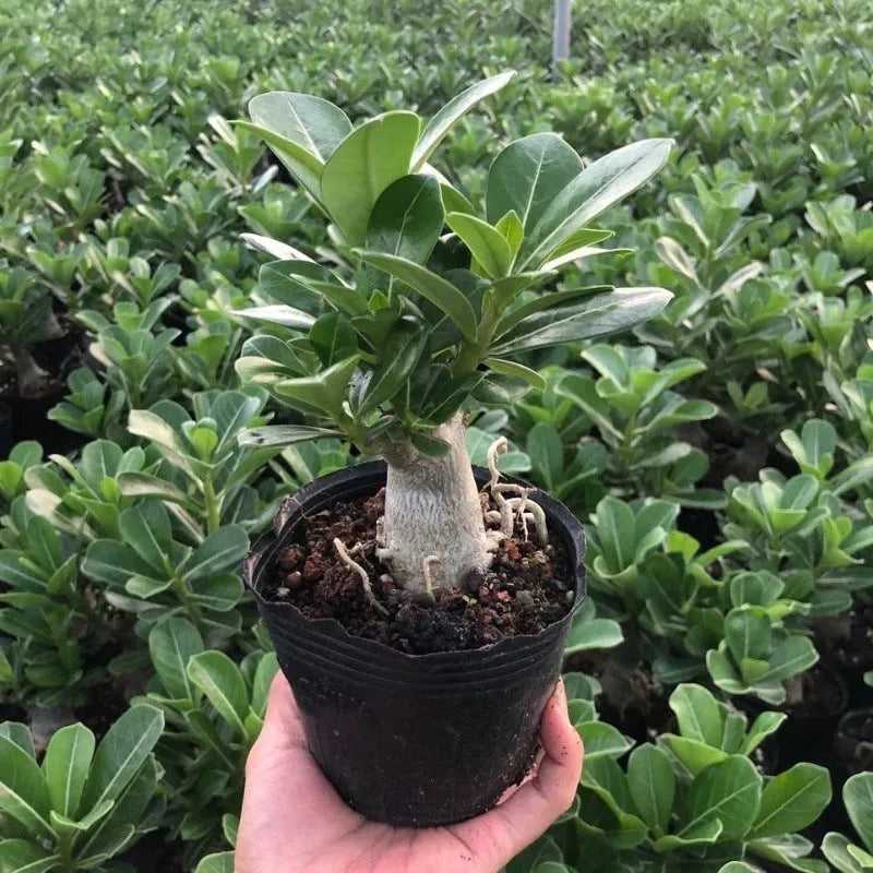 Bare root desert rose adenium obesum seedling succulent plant for potting.