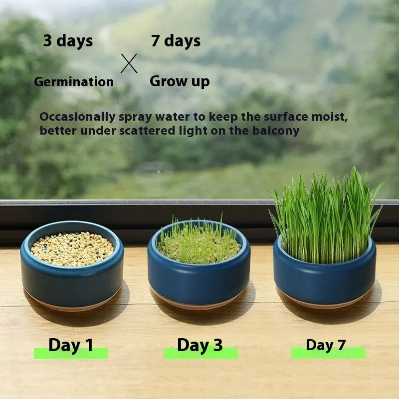 Blue, green, and yellow hydroponic cat grass pots with wheatgrass seed packets