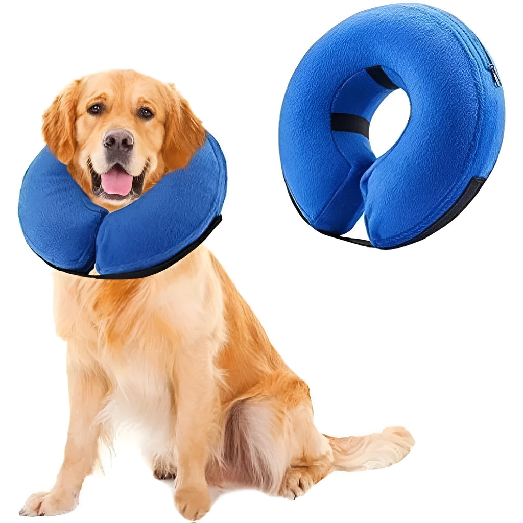 Blue inflatable soft recovery collar for a dog after surgery.